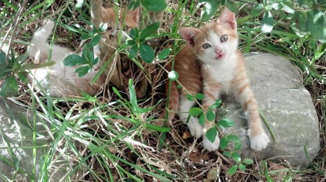 乐鱼体育登录-马拉松赛事医疗保障体系全面升级，马拉松赛事医疗保障流程