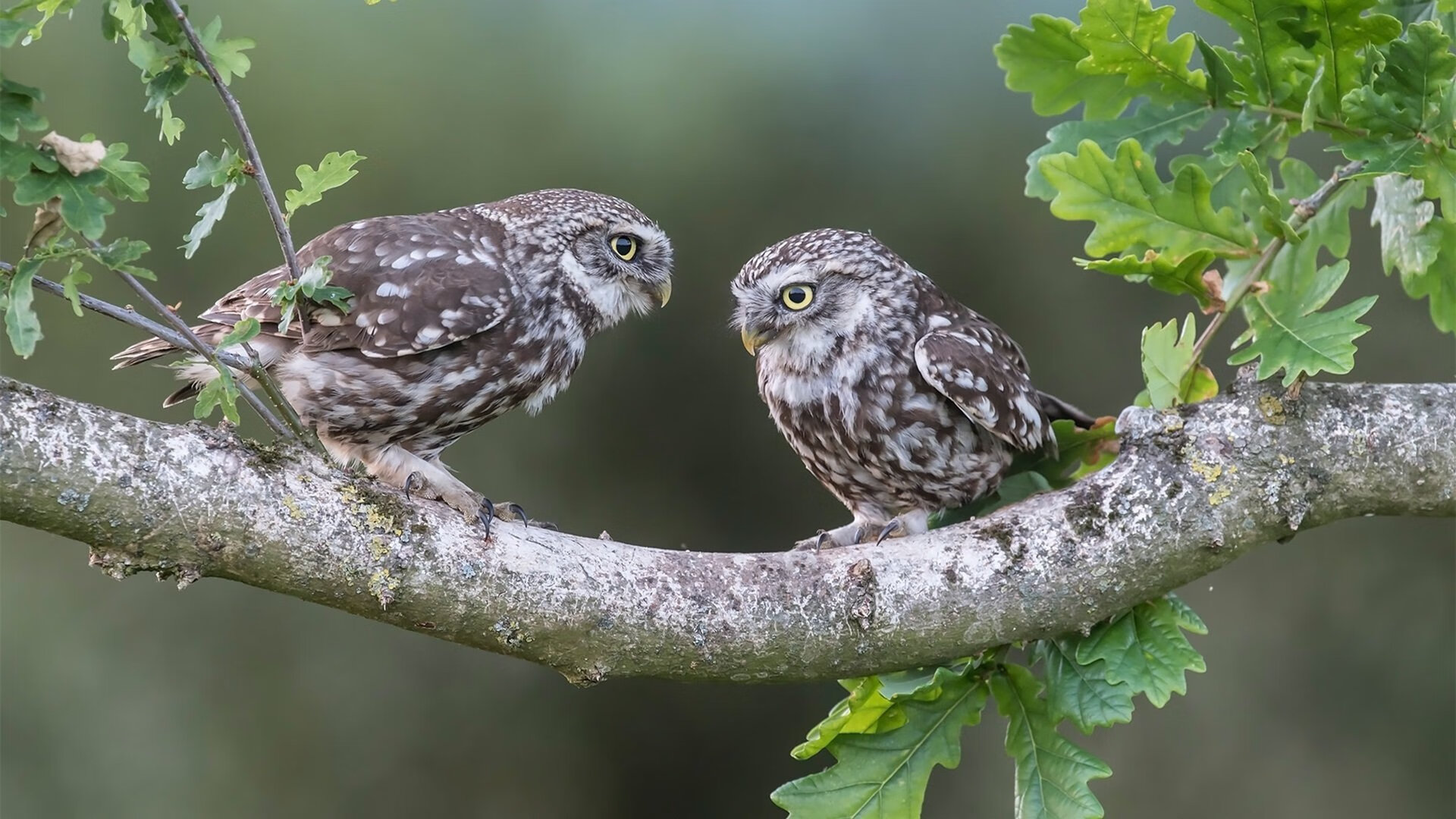 佛得角胜利背后：小国足球如何撬动世界杯门票？，佛得角国家队排名